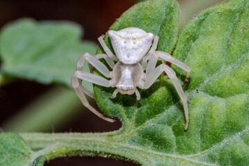 Specimen of white crab spider - Thomisus onustus Thomisidae