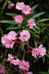 flowering shrub, oleander, blooming oleander, pink flowers, southern bush