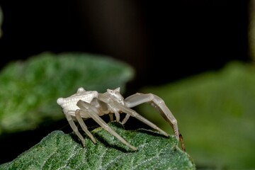 Specimen of white crab spider - Thomisus onustus Thomisidae