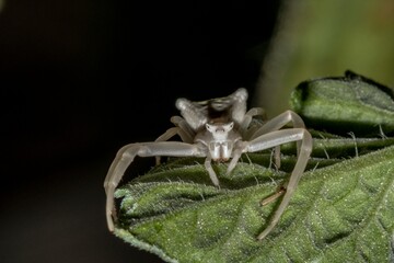 Specimen of white crab spider - Thomisus onustus Thomisidae
