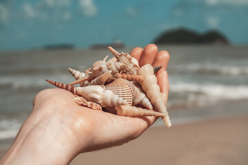 Beautiful Exotic Shells In Women Hand