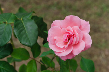 pink rose in garden