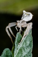 Specimen of white crab spider - Thomisus onustus Thomisidae