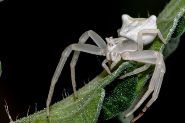 Specimen of white crab spider - Thomisus onustus Thomisidae