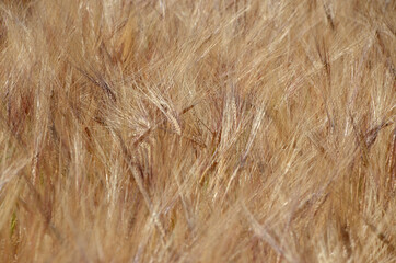 Closeup-look into a barley field.