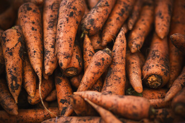 There are lots of ripe orange carrots in the market, covered in fresh earth. Rich harvest.