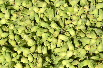 Harvested lot of green hazelnuts with spathes.