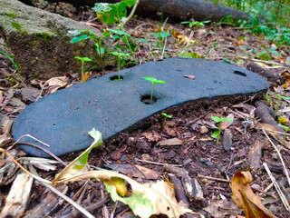 Plant sprout through flip-flop