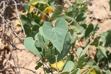  climbing liana has green leaves in the shape of a heart. Wild untouched nature by the sea