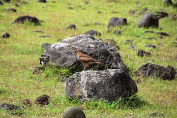 Fototapeta premium Chimangokarakara on Easter Island