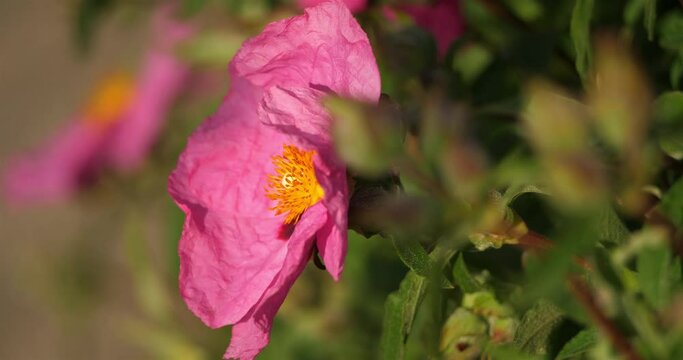 cistus purpureus lam