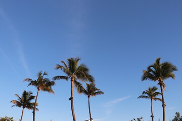 palm trees with blue sky background