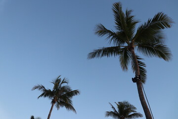 Obraz na płótnie Canvas palm trees with blue sky background