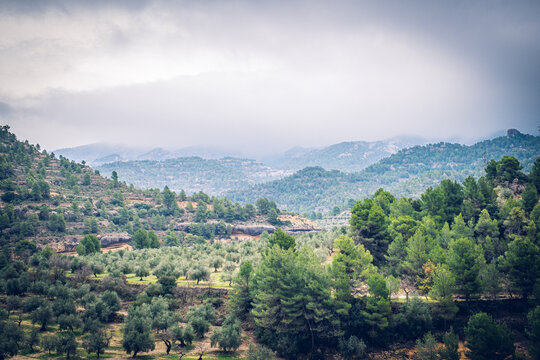 Valley of Margalef de Montsant, Catalunya, Spain, covered with olives and coniferous trees.