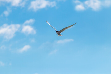 Seagulls flying in the blue sky with white clouds