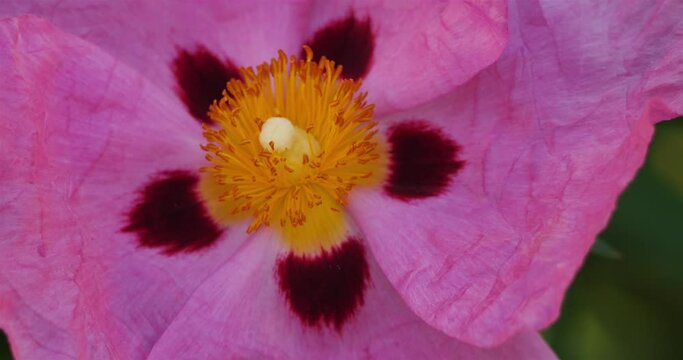 cistus purpureus lam