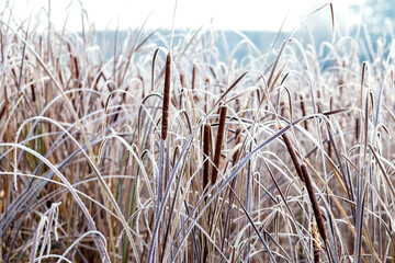Fototapeta premium Frost-covered dry reeds on the river bank