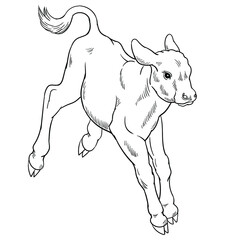 Hand drawn vector of calf isolated on white background for coloring page. Black and white  stock illustration of baby cow for coloring book.