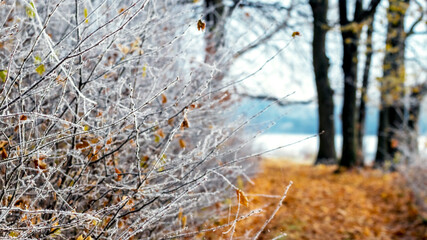 Frost-covered bushes in the woods, fallen leaves on the road in the woods