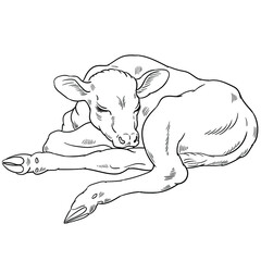 Hand drawn vector of calf isolated on white background for coloring page. Black and white  stock illustration of baby cow for coloring book. © Viktoria