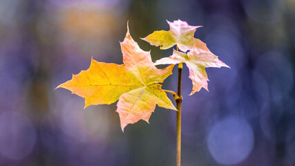 Autumn yellow maple leaves in the forest on a dark blue background