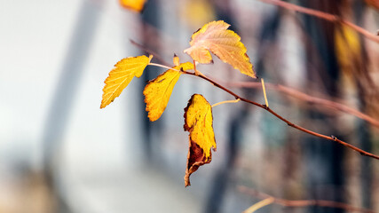 Branch with colorful autumn leaves near a metal fence