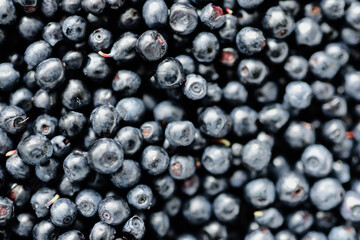 lots of fresh blueberries, texture background berries