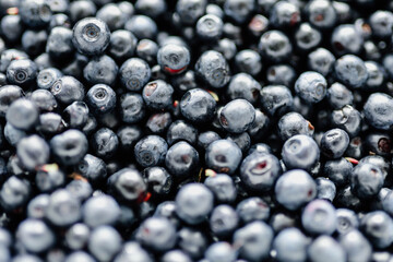 lots of fresh blueberries, texture background berries