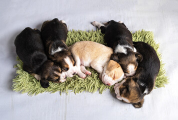 Five cute little Beagle puppies are sleeping on a green rug. The view from the top