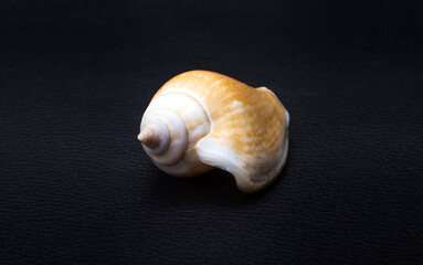 sea smooth shell on a black background