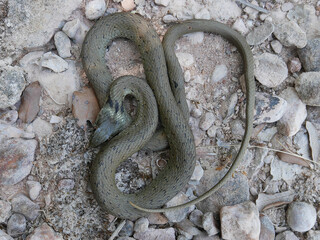 closeup photography of a snake, Natrix astreptophora, barred grass snake, picture taken in Garraf near Barcelona Spain.