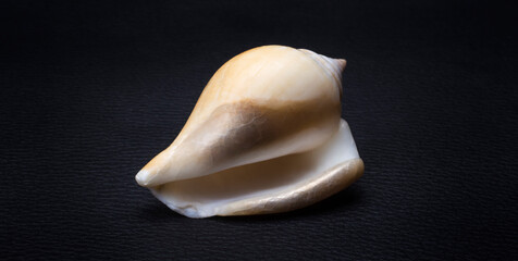 sea smooth white shell on a black background