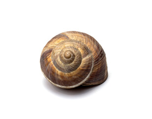 grape snail shell on a white background