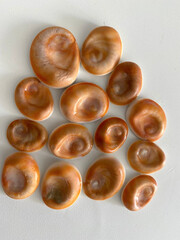 Seashells