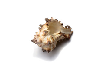 seashell with spines on a white background top view