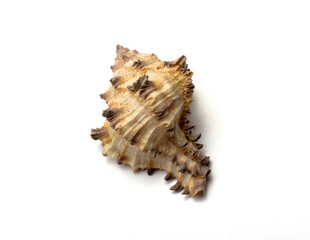 seashell with spikes on a white background