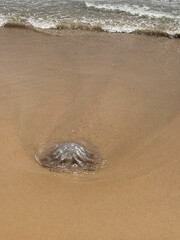 Jellyfish on the beach on Mediterranean beach.
