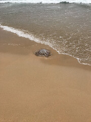 Jellyfish on the beach on Mediterranean beach.