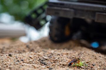 thread-waisted wasp preparing to bury a stunned katydid in a sandbox