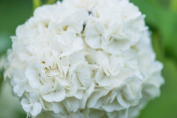 Beautiful white hydrangea flower close up