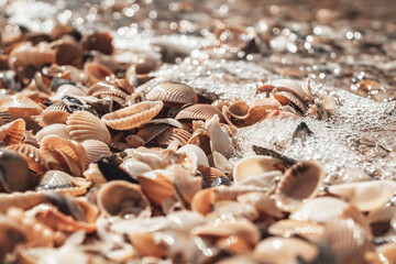 beautiful shell beach. texture pattern
