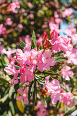flowering shrub, oleander, blooming oleander, pink flowers, southern bush