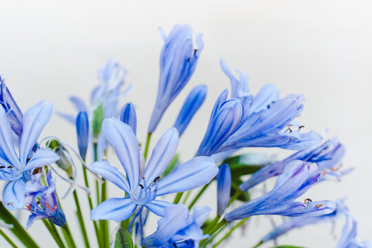 hyacinth on white background, blue flowers on white background