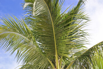 Obraz premium Palm Fronds