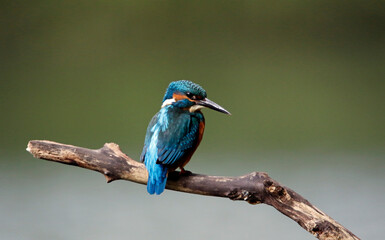 Juvenile kingfisher fishing at the lake