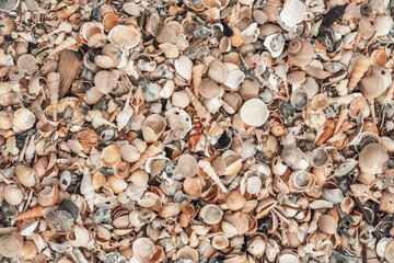 beautiful shell beach. texture pattern
