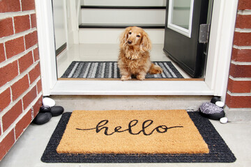 Hello. Longhair dachshund sitting in the front entrance of a home. - 366794362
