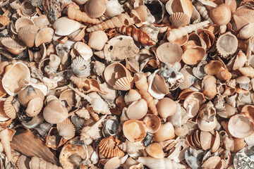 beautiful shell beach. texture pattern
