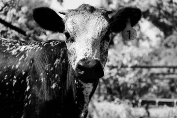 Speckled longhorn calf portrait close up in black and white, looking at camera.