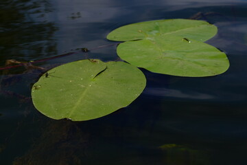 green water lily